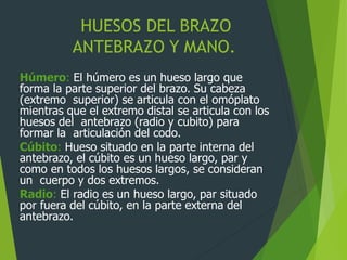 HUESOS DEL BRAZO
ANTEBRAZO Y MANO.
Húmero: El húmero es un hueso largo que
forma la parte superior del brazo. Su cabeza
(extremo superior) se articula con el omóplato
mientras que el extremo distal se articula con los
huesos del antebrazo (radio y cubito) para
formar la articulación del codo.
Cúbito: Hueso situado en la parte interna del
antebrazo, el cúbito es un hueso largo, par y
como en todos los huesos largos, se consideran
un cuerpo y dos extremos.
Radio: El radio es un hueso largo, par situado
por fuera del cúbito, en la parte externa del
antebrazo.
 