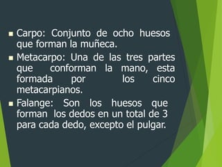  Carpo: Conjunto de ocho huesos
que forman la muñeca.
 Metacarpo: Una de las tres partes
que conforman la mano, esta
formada por los cinco
metacarpianos.
 Falange: Son los huesos que
forman los dedos en un total de 3
para cada dedo, excepto el pulgar.
 