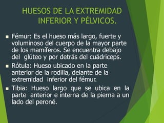 HUESOS DE LA EXTREMIDAD
INFERIOR Y PÉLVICOS.
 Fémur: Es el hueso más largo, fuerte y
voluminoso del cuerpo de la mayor parte
de los mamíferos. Se encuentra debajo
del glúteo y por detrás del cuádriceps.
 Rótula: Hueso ubicado en la parte
anterior de la rodilla, delante de la
extremidad inferior del fémur.
 Tibia: Hueso largo que se ubica en la
parte anterior e interna de la pierna a un
lado del peroné.
 