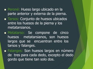  Peroné: Hueso largo ubicado en la
parte anterior y externa de la pierna.
 Tarsos: Conjunto de huesos ubicados
entre los huesos de la pierna y los
metatarsianos.
 Metatarso: Se compone de cinco
huesos metatarsianos, son huesos
largos que se encuentran entre los
tarsos y falanges.
 Falanges: Son huesos largos en número
de tres para cada dedo, excepto el dedo
gordo que tiene tan solo dos.
 