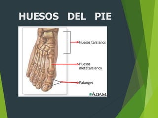 HUESOS DEL PIE
 