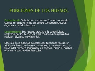 FUNCIONES DE LOS HUESOS.
Estructural: Debido que los huesos forman en nuestro
cuerpo un cuadro rígido en donde sostienen nuestros
órganos y tejidos blandos.
Locomotora: Los huesos gracias a la conectividad
realizada por los tendones a los músculos nos permiten
realizar diversos movimientos.
El tejido óseo además de estas dos funciones realiza un
abastecimiento de diversos minerales a nuestro cuerpo a
través del torrente sanguíneo, en especial calcio el cual es
vital en la contracción muscular.
 