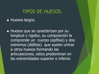 TIPOS DE HUESOS.
 Huesos largos.
 Huesos que se caracterizan por su
longitud y rigidez, su composición la
comprende un cuerpo (epífisis) y dos
extremos (diáfisis) que suelen unirse
a otros huesos formando las
articulaciones, estos predominan en
las extremidades superior e inferior.
 