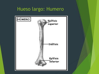 Hueso largo: Humero
 