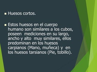  Huesos cortos.
 Estos huesos en el cuerpo
humano son similares a los cubos,
poseen mediciones en su largo,
ancho y alto muy similares, ellos
predominan en los huesos
carpianos (Mano, muñeca) y en
los huesos tarsianos (Pie, tobillo).
 
