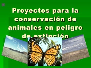 Proyectos para la conservación de animales en peligro de extinción 
