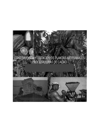 Proyectos plantas de cacao.