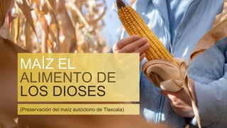 MAÍZ EL
ALIMENTO DE
LOS DIOSES
(Preservación del maíz autóctono de Tlaxcala)
 