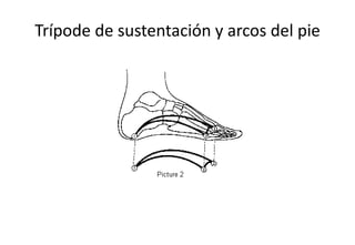 Trípode de sustentación y arcos del pie
 