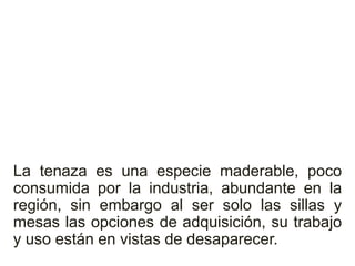 La tenaza es una especie maderable, poco
consumida por la industria, abundante en la
región, sin embargo al ser solo las sillas y
mesas las opciones de adquisición, su trabajo
y uso están en vistas de desaparecer.
 