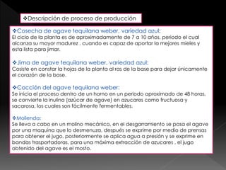 Descripción de proceso de producción 
Cosecha de agave tequilana weber, variedad azul: 
El ciclo de la planta es de aproximadamente de 7 a 10 años, periodo el cual 
alcanza su mayor madurez , cuando es capaz de aportar la mejores mieles y 
esta lista para jimar. 
Jima de agave tequilana weber, variedad azul: 
Cosiste en constar la hojas de la planta al ras de la base para dejar únicamente 
el corazón de la base. 
Cocción del agave tequilana weber: 
Se inicia el proceso dentro de un horno en un periodo aproximado de 48 horas, 
se convierte la inulina (azúcar de agave) en azucares como fructuosa y 
sacarosa, los cuales son fácilmente fermentables. 
Molienda: 
Se lleva a cabo en un molino mecánico, en el desgarramiento se pasa el agave 
por una maquina que lo desmenuza, después se exprime por medio de prensas 
para obtener el jugo, posteriormente se aplica agua a presión y se exprime en 
bandas trasportadoras, para una máxima extracción de azucares , el jugo 
obtenido del agave es el mosto. 
 