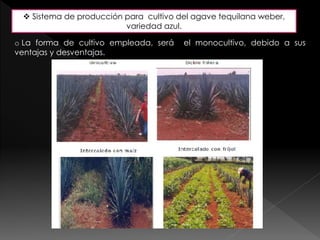  Sistema de producción para cultivo del agave tequilana weber, 
variedad azul. 
o La forma de cultivo empleada, será el monocultivo, debido a sus 
ventajas y desventajas. 
 