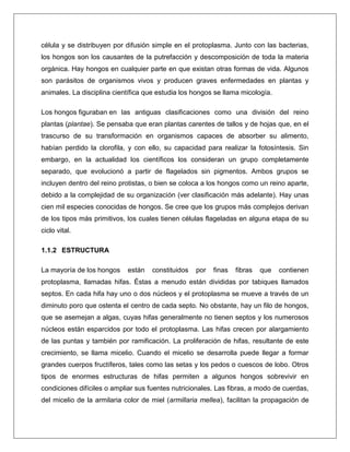 célula y se distribuyen por difusión simple en el protoplasma. Junto con las bacterias,
los hongos son los causantes de la putrefacción y descomposición de toda la materia
orgánica. Hay hongos en cualquier parte en que existan otras formas de vida. Algunos
son parásitos de organismos vivos y producen graves enfermedades en plantas y
animales. La disciplina científica que estudia los hongos se llama micología.
Los hongos figuraban en las antiguas clasificaciones como una división del reino
plantas (plantae). Se pensaba que eran plantas carentes de tallos y de hojas que, en el
trascurso de su transformación en organismos capaces de absorber su alimento,
habían perdido la clorofila, y con ello, su capacidad para realizar la fotosíntesis. Sin
embargo, en la actualidad los científicos los consideran un grupo completamente
separado, que evolucionó a partir de flagelados sin pigmentos. Ambos grupos se
incluyen dentro del reino protistas, o bien se coloca a los hongos como un reino aparte,
debido a la complejidad de su organización (ver clasificación más adelante). Hay unas
cien mil especies conocidas de hongos. Se cree que los grupos más complejos derivan
de los tipos más primitivos, los cuales tienen células flageladas en alguna etapa de su
ciclo vital.
1.1.2 ESTRUCTURA
La mayoría de los hongos

están

constituidos

por

finas

fibras

que

contienen

protoplasma, llamadas hifas. Éstas a menudo están divididas por tabiques llamados
septos. En cada hifa hay uno o dos núcleos y el protoplasma se mueve a través de un
diminuto poro que ostenta el centro de cada septo. No obstante, hay un filo de hongos,
que se asemejan a algas, cuyas hifas generalmente no tienen septos y los numerosos
núcleos están esparcidos por todo el protoplasma. Las hifas crecen por alargamiento
de las puntas y también por ramificación. La proliferación de hifas, resultante de este
crecimiento, se llama micelio. Cuando el micelio se desarrolla puede llegar a formar
grandes cuerpos fructíferos, tales como las setas y los pedos o cuescos de lobo. Otros
tipos de enormes estructuras de hifas permiten a algunos hongos sobrevivir en
condiciones difíciles o ampliar sus fuentes nutricionales. Las fibras, a modo de cuerdas,
del micelio de la armilaria color de miel (armillaria mellea), facilitan la propagación de

 