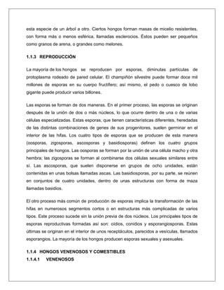 esta especie de un árbol a otro. Ciertos hongos forman masas de micelio resistentes,
con forma más o menos esférica, llamadas esclerocios. Éstos pueden ser pequeños
como granos de arena, o grandes como melones.
1.1.3 REPRODUCCIÓN
La mayoría de los hongos se reproducen por esporas, diminutas partículas de
protoplasma rodeado de pared celular. El champiñón silvestre puede formar doce mil
millones de esporas en su cuerpo fructífero; así mismo, el pedo o cuesco de lobo
gigante puede producir varios billones.
Las esporas se forman de dos maneras. En el primer proceso, las esporas se originan
después de la unión de dos o más núcleos, lo que ocurre dentro de una o de varias
células especializadas. Estas esporas, que tienen características diferentes, heredadas
de las distintas combinaciones de genes de sus progenitores, suelen germinar en el
interior de las hifas. Los cuatro tipos de esporas que se producen de esta manera
(oosporas, zigosporas, ascosporas y basidiosporas) definen los cuatro grupos
principales de hongos. Las oosporas se forman por la unión de una célula macho y otra
hembra; las zigosporas se forman al combinarse dos células sexuales similares entre
sí. Las ascosporas, que suelen disponerse en grupos de ocho unidades, están
contenidas en unas bolsas llamadas ascas. Las basidiosporas, por su parte, se reúnen
en conjuntos de cuatro unidades, dentro de unas estructuras con forma de maza
llamadas basidios.
El otro proceso más común de producción de esporas implica la transformación de las
hifas en numerosos segmentos cortos o en estructuras más complicadas de varios
tipos. Este proceso sucede sin la unión previa de dos núcleos. Los principales tipos de
esporas reproductivas formadas así son: oídios, conidios y esporangiosporas. Estas
últimas se originan en el interior de unos receptáculos, parecidos a vesículas, llamados
esporangios. La mayoría de los hongos producen esporas sexuales y asexuales.
1.1.4 HONGOS VENENOSOS Y COMESTIBLES
1.1.4.1

VENENOSOS

 