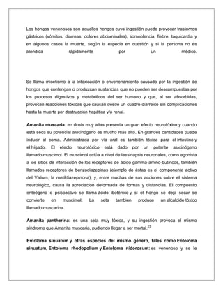 Los hongos venenosos son aquellos hongos cuya ingestión puede provocar trastornos
gástricos (vómitos, diarreas, dolores abdominales), somnolencia, fiebre, taquicardia y
en algunos casos la muerte, según la especie en cuestión y si la persona no es
atendida

rápidamente

por

un

médico.

Se llama micetismo a la intoxicación o envenenamiento causado por la ingestión de
hongos que contengan o produzcan sustancias que no pueden ser descompuestas por
los procesos digestivos y metabólicos del ser humano y que, al ser absorbidas,
provocan reacciones tóxicas que causan desde un cuadro diarreico sin complicaciones
hasta la muerte por destrucción hepática y/o renal.
Amanita muscaria: en dosis muy altas presenta un gran efecto neurotóxico y cuando
está seca su potencial alucinógeno es mucho más alto. En grandes cantidades puede
inducir al coma. Administrada por vía oral es también tóxica para el intestino y
el hígado.

El

efecto

neurotóxico

está

dado

por

un

potente

alucinógeno

llamado muscimol. El muscimol actúa a nivel de lassinapsis neuronales, como agonista
a los sitios de interacción de los receptores de ácido gamma-amino-butíricos, también
llamados receptores de benzodiazepinas (ejemplo de éstas es el componente activo
del Valium, la metildiazepinona), y, entre muchas de sus acciones sobre el sistema
neurológico, causa la apreciación deformada de formas y distancias. El compuesto
enteógeno o psicoactivo se llama ácido iboténico y si el hongo se deja secar se
convierte

en

muscimol.

La

seta

también

produce

un alcaloide tóxico

llamado muscarina.
Amanita pantherina: es una seta muy tóxica, y su ingestión provoca el mismo
síndrome que Amanita muscaria, pudiendo llegar a ser mortal.23
Entoloma sinuatum y otras especies del mismo género, tales como Entoloma
sinuatum, Entoloma rhodopolium y Entoloma nidorosum: es venenoso y se le

 