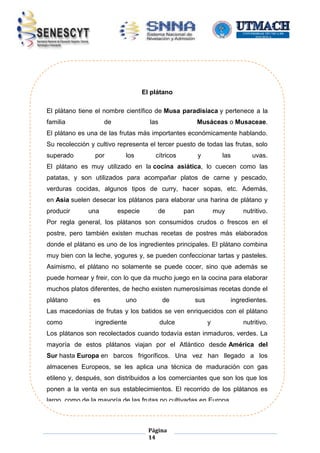 El plátano
El plátano tiene el nombre científico de Musa paradisiaca y pertenece a la
familia

de

las

Musáceas o Musaceae.

El plátano es una de las frutas más importantes económicamente hablando.
Su recolección y cultivo representa el tercer puesto de todas las frutas, solo
superado

por

los

cítricos

y

las

uvas.

El plátano es muy utilizado en la cocina asiática, lo cuecen como las
patatas, y son utilizados para acompañar platos de carne y pescado,
verduras cocidas, algunos tipos de curry, hacer sopas, etc. Además,
en Asia suelen desecar los plátanos para elaborar una harina de plátano y
producir

una

especie

de

pan

muy

nutritivo.

Por regla general, los plátanos son consumidos crudos o frescos en el
postre, pero también existen muchas recetas de postres más elaborados
donde el plátano es uno de los ingredientes principales. El plátano combina
muy bien con la leche, yogures y, se pueden confeccionar tartas y pasteles.
Asimismo, el plátano no solamente se puede cocer, sino que además se
puede hornear y freir, con lo que da mucho juego en la cocina para elaborar
muchos platos diferentes, de hecho existen numerosísimas recetas donde el
plátano

es

uno

de

sus

ingredientes.

Las macedonias de frutas y los batidos se ven enriquecidos con el plátano
como

ingrediente

dulce

y

nutritivo.

Los plátanos son recolectados cuando todavía estan inmaduros, verdes. La
mayoría de estos plátanos viajan por el Atlántico desde América del
Sur hasta Europa en barcos frigoríficos. Una vez han llegado a los
almacenes Europeos, se les aplica una técnica de maduración con gas
etileno y, después, son distribuidos a los comerciantes que son los que los
ponen a la venta en sus establecimientos. El recorrido de los plátanos es
largo, como de la mayoría de las frutas no cultivadas en Europa.

Página
14

 
