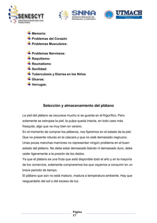 Memoria:
Problemas del Corazón
Problemas Musculares:
Problemas Nerviosos:
Raquitismo:
Reumatismo
Senilidad:
Tuberculosis y Diarrea en los Niños
Úlceras:
Verrugas:

Selección y almacenamiento del plátano
La piel del plátano se oscurece mucho si se guarda en el frigorífico. Pero
solamente se estropea la piel, la pulpa queda intacta, en todo caso más
fresquita, algo que va muy bien en verano.
En el momento de comprar los plátanos, nos fijaremos en el estado de la piel.
Que no presente roturas en la cáscara y que no esté demasiado negruzco.
Unas pocas manchas marrones no representan ningún problema en el buen
estado del plátano. No debe estar demasiado blando ni demasiado duro, debe
ceder ligeramente a la presión de los dedos.
Ya que el plátano es una fruta que está disponible todo el año y en la mayoría
de los comercios, solamente compraremos los que vayamos a consumir en un
breve periodo de tiempo.
El plátano que aún no está maduro, madura a temperatura ambiente. Hay que
resguardarlo del sol o del exceso de luz.

Página
17

 