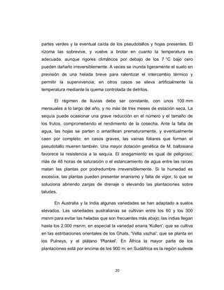 partes verdes y la eventual caída de los pseudotallos y hojas presentes. El
rizoma las sobrevive, y vuelve a brotar en cuanto la temperatura es
adecuada, aunque rigores climáticos por debajo de los 7 °C bajo cero
pueden dañarlo irreversiblemente. A veces se inunda ligeramente el suelo en
previsión de una helada breve para ralentizar el intercambio térmico y
permitir la supervivencia; en otros casos se eleva artificialmente la
temperatura mediante la quema controlada de detritos.

      El régimen de lluvias debe ser constante, con unos 100 mm
mensuales a lo largo del año, y no más de tres meses de estación seca. La
sequía puede ocasionar una grave reducción en el número y el tamaño de
los frutos, comprometiendo el rendimiento de la cosecha. Ante la falta de
agua, las hojas se parten o amarillean prematuramente, y eventualmente
caen por completo; en casos graves, las vainas foliares que forman el
pseudotallo mueren también. Una mayor dotación genética de M. balbisiana
favorece la resistencia a la sequía. El anegamiento es igual de peligroso;
más de 48 horas de saturación o el estancamiento de agua entre las raíces
matan las plantas por podredumbre irreversiblemente. Si la humedad es
excesiva, las plantas pueden presentar enanismo y falta de vigor, lo que se
soluciona abriendo zanjas de drenaje o elevando las plantaciones sobre
taludes.

      En Australia y la India algunas variedades se han adaptado a suelos
elevados. Las variedades australianas se cultivan entre los 60 y los 300
msnm para evitar las heladas que son frecuentes más abajo; las indias llegan
hasta los 2.000 msnm, en especial la variedad enana 'Kullen', que se cultiva
en las estribaciones orientales de los Ghats, 'Vella vazhai', que se planta en
los Pulneys, y el plátano 'Plankel'. En África la mayor parte de los
plantaciones está por encima de los 900 m; en Sudáfrica es la región sudeste



                                      20
 