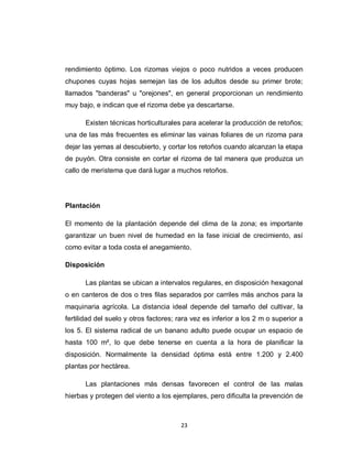 rendimiento óptimo. Los rizomas viejos o poco nutridos a veces producen
chupones cuyas hojas semejan las de los adultos desde su primer brote;
llamados "banderas" u "orejones", en general proporcionan un rendimiento
muy bajo, e indican que el rizoma debe ya descartarse.

       Existen técnicas horticulturales para acelerar la producción de retoños;
una de las más frecuentes es eliminar las vainas foliares de un rizoma para
dejar las yemas al descubierto, y cortar los retoños cuando alcanzan la etapa
de puyón. Otra consiste en cortar el rizoma de tal manera que produzca un
callo de meristema que dará lugar a muchos retoños.




Plantación

El momento de la plantación depende del clima de la zona; es importante
garantizar un buen nivel de humedad en la fase inicial de crecimiento, así
como evitar a toda costa el anegamiento.

Disposición

       Las plantas se ubican a intervalos regulares, en disposición hexagonal
o en canteros de dos o tres filas separados por carriles más anchos para la
maquinaria agrícola. La distancia ideal depende del tamaño del cultivar, la
fertilidad del suelo y otros factores; rara vez es inferior a los 2 m o superior a
los 5. El sistema radical de un banano adulto puede ocupar un espacio de
hasta 100 m², lo que debe tenerse en cuenta a la hora de planificar la
disposición. Normalmente la densidad óptima está entre 1.200 y 2.400
plantas por hectárea.

       Las plantaciones más densas favorecen el control de las malas
hierbas y protegen del viento a los ejemplares, pero dificulta la prevención de



                                       23
 