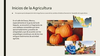 Inicios de la Agricultura
■ Se supone que la desaparición de la mega fauna a cause de los cambios climáticos favoreció el desatollo de la agricultura.
En el valle de Oxaca, Mexico,
especialmente en la gruta de Guilá
Naquitz, se encontró un fragmento de
una calabaza comestible que tiene
aproximadamente 3,000años de
antigüedad y que de acuerdo con los
arqueólogos constituye une de los mas
antiguos testimonios de actividad
agrícola.
 