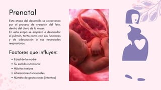 Prenatal
Factores que influyen:
Edad de la madre
Su estado nutricional
Hábitos tóxicos
Alteraciones funcionales
Número de gestaciones (intentos)
Esta etapa del desarrollo se caracteriza
por el proceso de creación del feto,
dentro del útero de la mujer.
En esta etapa se empieza a desarrollar
el pulmón, tanto como con sus funciones
y de adecuación a sus necesiades
respiratorias.
 