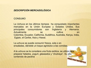 DESCRIPCIÓN MERCADOLÓGICACONSUMOLa Uchuva en los últimos tiempos  ha conquistado importantes mercados en la Unión Europea y Estados Unidos. Sus principales consumidores son Inglaterra y Alemania. Actualmente se cultiva en Colombia, Ecuador, California, Sudáfrica, Australia, Kenya, India, Egipto, el Caribe, Asia y Hawai.La uchuva se puede consumir fresca, sola o en ensaladas, dándole un toque agridulce a las comidas.A la uchuva se le considera una fruta exótica, se utiliza para preparar helados, yogurt, glaseados y “chutneys”. Su alto contenido de pectinaFRUIT PULP EXPORT S.A