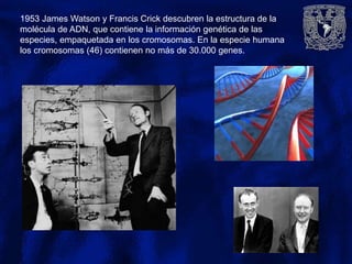 1953 James Watson y Francis Crick descubren la estructura de la
molécula de ADN, que contiene la información genética de las
especies, empaquetada en los cromosomas. En la especie humana
los cromosomas (46) contienen no más de 30.000 genes.
 