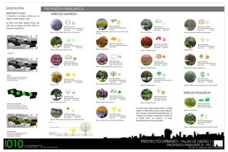 VEGETACION

PROPUESTA PAISAJISTICA

ARQUITECTURA EN EL PAISAJE
La arquitectura en el paisaje se destaca por una
vegetacion xerofila y de bosque tropical.

ARBOLES GRANDES:

Las alturas varian desde vegetacion rastrera nivel
+0,00, setos y/o arbustos entre 0,50 a 0,80 mts y
arboles entre 3 hasta 20 mts.

Nombre Comun: Espinillo
Nombre Cientifico: Parkinsonia Aculeata L
Altura:6-8

Nombre Comun: Guarupa
Nombre Cientifico: Jacaranda Obtusifolia Var R
Altura: 8-12 mts
Copa: 6-12mts
Ubicacion: En Jardines Publicos, Redomas, Plazas y Parque Recreacional

Ubicacion: En Jardines Publicos, Bordes de calles y carreteras, Plazas y Parque
Recreacional

Nombre Comun: Tulipan Africano
Nombre Cientifico: Spathodea Campanulata
Altura: 6-10 mts

Nombre Comun: Nim
Nombre Cientifico: Azadirachta Indica A. Juss
Altura: 15-20
Copa: 5-8 mts
Ubicacion: En Bordes de calles y carreteras y en islas

Nombre Comun: Vera
Nombre Cientifico: Bulnesia Arborea
Altura: 8-15mts
Copa: 5-7mts

Nombre Comun: Cuji de Jardin
Nombre Cientifico: Calliandra Schultzei H
Altura: 3-6mts
Copa: 4mts

Nombre Comun: Acacia Flamboyan
Nombre Cientifico: Delonix regia
Altura: 8-12mts Cpoa: 8-12mts

Nombre Comun: Naranjillo
Nombre Cientifico: Bravaisia Integervima
Altura: 3-4mts
Copa: 2-3mts

Ubicacion: En Islas y Plazas

Ubicacion: En Jardines Publicos

Ubicacion: En Plazas

AREA AFECTADA

Nombre Comun: Apamate
Nombre Cientifico: Tabebuia Rosea
Altura: 12-20 mts Copa: 5-10mts

Nombre Comun: Urapes
Nombre Cientifico: Bauhinia spp
Altura: 4-8 mts Copa: 4-5 mts

Nombre Cientifico: Erytrina Spp
Altura: 8-15mts Copa: 12mts

Ubicacion: En islas

VIALIDAD
Desarrollo de la propuesta en el sentido Oeste-Este del
lado Norte de Barquisimeto. Av. libertador entre Av.
Andres Bello y Av. Los Leones

Nombre Comun: Cepillo
Nombre Cientifico: Calistemon Speciosus DC
Altura: 3-4mts
Copa: 2-3mts
Ubicacion: En Bordes de Calles y Carreteras y Islas

Nombre Comun: Cereipo
Nombre Cientifico: Myrospermum Frutescens
Altura: 15-25 mts
Copa: 8-12mts

Nombre Comun: Algarrobo
Nombre Cientifico: Hymenaea Courbaril L
Altura: 8-15mts
Copa: 6-10mts

Nombre Comun: Merecure
Nombre Cientifico: Licania Pyrifolia Griseb
Altura; 6-12mts

Nombre Comun: Jabillo
Nombre Cientifico: Hura Crepitans DC
Altura: 20 mts
Copa: 15-25 mts

Nombre Comun: Flor de la Reina
Nombre Cientifico: Lagestroemia Indica
Altura: 4-8mts
Copa: 3-5mts

Nombre Comun: Siempre Verde
Nombre Cientifico: Ficus spp
Altura: 5-10mts Copa: 4-8mts

Nombre Comun: Semeruco
Nombre Cientifico: malpiighia Glabral
Altura: 3-6mts
Copa: 4mts

Ubicacion: En islas

Ubicacion: En Bordes de Calles y Carreteras
ZONAS DE INFLUENCIA O MAYOR APORTE
El eje articulano nos interrelaciona con zonas como el
Parque del Este y el Parque Bararida y otras zonas que
nos permiten mantener un concepto de espacios flexibles

Nombre Comun: Chaguaramo
Nombre Cientifico: Roystonea - Devaceae
Altura: 20-25 mts
Copa: 2-4 mts

Nombre Comun: Araguaney
Nombre Cientifico: Tabebuia Chrysantha
Altura: 6-12mts
Copa: 4-8mts

Las areas verdes tratadas permiten ofrecer a la ciudad
espacios de calidad donde se busca la mejor integracion
entre el paisaje y la
humana dando lugar a la
"Arquitectura en el Paisaje", manteniendo un concepto de
la "Avenida Verde", que propicia a un mejor
aprovechamiento de los recursos naturales.

Nombre Comun: Palma Enana
Nombre Cientifico: Sin espinas
Altura: 2mts Proyeccion: Max 5mts

Nombre Comun: Chaguaramo Enano
Nombre Cientifico: Vitchia Merillii
Altura: 2-4mts

RECORRIDO PAISAJISTICO
espacios para el desarrollo paisajistico y
embellecimiento de la trama urbana

010

PROYECTO URBANO T.S.U CESAR MEDINA RUIZ
T.S.U YORYVICT DIAZ

PROPUESTA PAISAJISTICA - P01
TUTOR: Arq.Zhedily Guedez

ESCUELA DE ARQUITECTURA

 