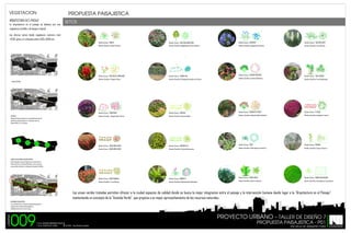 VEGETACION

PROPUESTA PAISAJISTICA

ARQUITECTURA EN EL PAISAJE
La arquitectura en el paisaje se destaca por una
vegetacion xerofila y de bosque tropical.

SETOS

Las alturas varian desde vegetacion rastrera nivel
+0,00, setos y/o arbustos entre 0,50 a 0,80 mts
Nombre Comun: GINGER

Nombre Comun: AGAPANTO

Nombre Comun: YUCA BRILLANTE

Nombre Cientifico Alpina Purpurea

Nombre Cientifico: Magakepasma Erythrochamys

Nombre Cientifico: Agapanthus Africanus

Nombre Cientifico: Yuca Gloriosa

Nombre Comun: BASTON DEL EMPERADOR

Nombre Comun: JAZMIN AZUL

Nombre Comun: LANTANA RASTRERA

Nombre Comun: YUCA GIGANTE

Nombre Cientifico Etlingera Elatior

Nombre Cientifico: Plumbago Auriculata Azul Oscuro

Nombre Cientifico: Lantana Sellowiana

Nombre Cientifico: Yuca Elephantipes

Nombre Comun: TRINITARIAS

Nombre Comun: DURANTA

Nombre Comun: CORONA DE CRISTO

Nombre Comun: TE ROJO

Nombre Cientifico: Bougainvillea Thimma

Nombre Cientifico: Duranta Golden

Nombre Cientifico: Euphorbia Miliis Splenders

Nombre Cientifico: Aspalathus Linearis

Nombre Comun: IXORA NORA GRANT

Nombre Comun: GARBANCILLO

Nombre Comun: CINTA

Nombre Comun: PAPIRUS

Nombre Comun: IXORA NORA GRANT

Nombre Cientifico: Colutea Arborescens

Nombre Cientifico: Chlorophytum Comosun V

Nombre Cientifico: Cyperus Papyrus

Nombre Comun: IXORA NARANJA

Nombre Comun: BROMELIA

Nombre Comun: PALMA ARECA

Nombre Comun: GRAMA SAN AGUSTIN

Nombre Cientifico: Ixora Naranja

Nombre Cientifico: Mezobromelia Capituligera

Nombre Cientifico: Dypsis Lutescens

Nombre Cientifico: Stenotaphrum Secundatum

AREA AFECTADA

VIALIDAD
Desarrollo de la propuesta en el sentido Oeste-Este del
lado Norte de Barquisimeto. Av. libertador entre Av.
Andres Bello y Av. Los Leones

ZONAS DE INFLUENCIA O MAYOR APORTE
El eje articulano nos interrelaciona con zonas como el
Parque del Este y el Parque Bararida y otras zonas que
nos permiten mantener un concepto de espacios flexibles

Las areas verdes tratadas permiten ofrecer a la ciudad espacios de calidad donde se busca la mejor integracion entre el paisaje y la
manteniendo un concepto de la "Avenida Verde", que propicia a un mejor aprovechamiento de los recursos naturales.

humana dando lugar a la "Arquitectura en el Paisaje",

RECORRIDO PAISAJISTICO
espacios para el desarrollo paisajistico y
embellecimiento de la trama urbana

009

PROYECTO URBANO T.S.U CESAR MEDINA RUIZ
T.S.U YORYVICT DIAZ

PROPUESTA PAISAJISTICA - P01
TUTOR: Arq.Zhedily Guedez

ESCUELA DE ARQUITECTURA

 