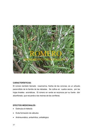 ROMERO
               (ROMARINUS OFFICINALIS L)




CARACTERÍSTICAS:
El romero también llamado rosamarina, hierba de las coronas; es un arbusto
perennifolio de la familia de las labiadas. Se cultiva en suelos secos, por las
hojas lineales aromáticas. El romero en verde se reconoce por su fuerte olor
alcanforado, que recuerda a las resinas de las coníferas.




EFECTOS MEDICINALES:
•    Estimula el intelecto

•    Evita formación de cálculos

•    Antirreumático, antiartrítico, antialérgico


57
 