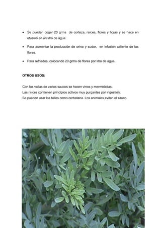 •    Se pueden coger 20 grms de corteza, raíces, flores y hojas y se hace en
     efusión en un litro de agua.

•    Para aumentar la producción de orina y sudor, en infusión caliente de las
     flores.

•    Para refriados, colocando 20 grms de flores por litro de agua.



OTROS USOS:


Con las vallas de varios saucos se hacen vinos y mermeladas.
Las raíces contienen principios activos muy purgantes por ingestión.
Se pueden usar los tallos como cerbatana. Los animales evitan el sauco.




22
 