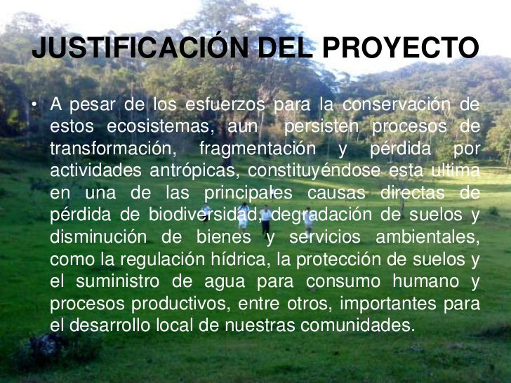 Proyecto vivero forestal institucional