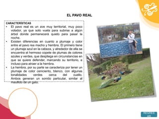 EL PAVO REAL

CARACTERÍSTICAS
•   El pavo real es un ave muy territorial, muy poco
    volador, ya que solo vuela para subirse a algún
    árbol donde permanecerá quieto para pasar la
    noche.
•   Existen diferencias en cuanto a plumaje y color
    entre el pavo rea macho y hembra. El primero tiene
    un plumaje azul en la cabeza, y alrededor de ella se
    encuentra el hermoso copete de plumas de colores
    azules y verdes, que despliega en circunstancias en
    que se quiere defender, marcando su territorio, e
    incluso para atraer a la hembra.
•   La hembra, por su parte se caracteriza por tener un
    plumaje de color ceniciento, blanco, con algunas
    tonalidades      verdes     cerca     del    cuello.
    Ambos generan un sonido particular, similar al
    maullido de un gato.




                                                           REGRES
                                                             AR
 