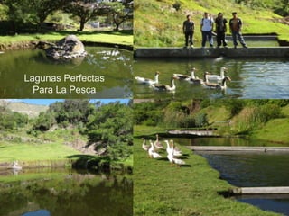 Lagunas Perfectas  Para La Pesca,[object Object]