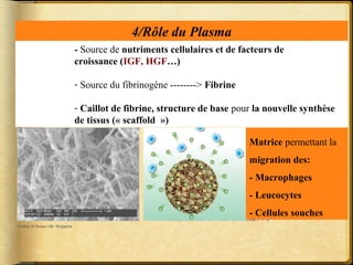 - Source de nutriments cellulaires et de facteurs de 
croissance (IGF, HGF…) 
- Source du fibrinogène --------> Fibrine 
- Caillot de fibrine, structure de base pour la nouvelle synthèse 
de tissus (« scaffold ») 
Cortesy Dr Susan LIM, Singapore 
Matrice permettant la 
migration des: 
- Macrophages 
- Leucocytes 
- Cellules souches 
4/Rôle du Plasma 
 