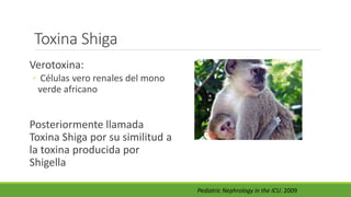 Toxina Shiga
Verotoxina:
◦ Células vero renales del mono
verde africano
Posteriormente llamada
Toxina Shiga por su similitud a
la toxina producida por
Shigella
Pediatric Nephrology in the ICU. 2009
 