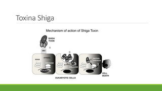 Toxina Shiga
 