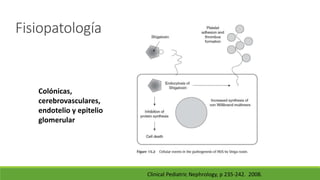 Fisiopatología
Clinical Pediatric Nephrology, p 235-242. 2008.
Colónicas,
cerebrovasculares,
endotelio y epitelio
glomerular
 