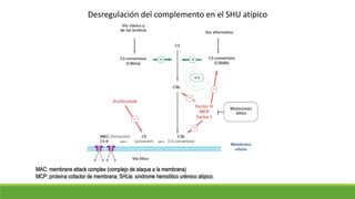 Desregulación del complemento en el SHU atípico
MAC: membrane attack complex (complejo de ataque a la membrana)
MCP: proteína cofactor de membrana; SHUa: síndrome hemolítico urémico atípico.
 