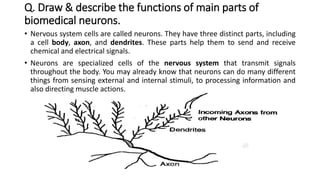 Q. Draw & describe the functions of main parts of
biomedical neurons.
• Nervous system cells are called neurons. They have three distinct parts, including
a cell body, axon, and dendrites. These parts help them to send and receive
chemical and electrical signals.
• Neurons are specialized cells of the nervous system that transmit signals
throughout the body. You may already know that neurons can do many different
things from sensing external and internal stimuli, to processing information and
also directing muscle actions.
 
