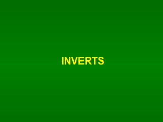 INVERTS 