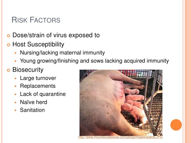 Porcine Reproductive and Respiratory Syndrome Virus