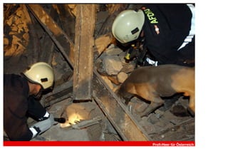 Profi-Heer für Österreich
 