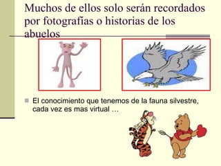 Muchos de ellos solo serán recordados por fotografías o historias de los abuelos El conocimiento que tenemos de la fauna silvestre, cada vez es mas virtual … 