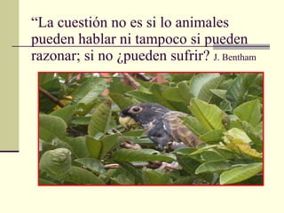 “ La cuestión no es si lo animales pueden hablar ni tampoco si pueden razonar; si no ¿pueden sufrir?  J. Bentham   