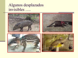 Algunos desplazados invisibles …. 