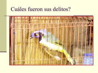 Cuáles fueron sus delitos? 
