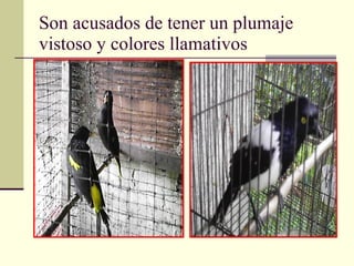 Son acusados de tener un plumaje vistoso y colores llamativos 