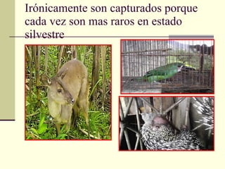 Irónicamente son capturados porque cada vez son mas raros en estado silvestre 
