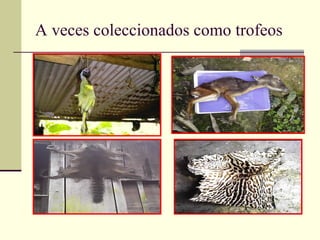 A veces coleccionados como trofeos 